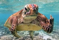 海龟汤高端100题 海龟汤高端100题答案